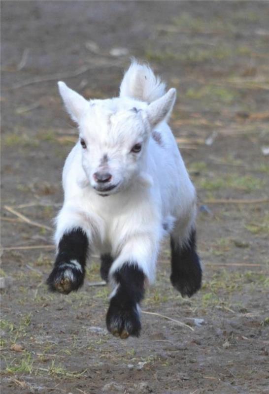 mieli gyvūnai-kūdikiai-nuostabūs-gyvūnai-a-choute