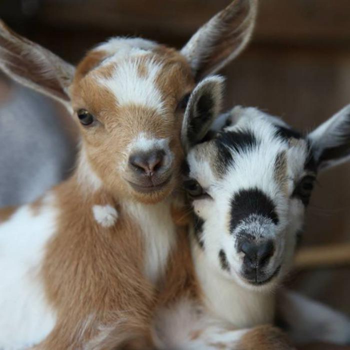 minyatür-hayvanlar-iki-tatlı-küçük-cüce-keçi