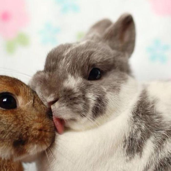 birbirini seven minyatür-hayvanlar-iki-küçük-tavşanlar
