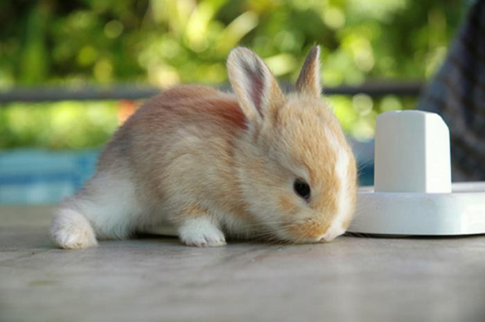 minyatür-hayvanlar-kırmızı-beyaz-cüce-tavşan