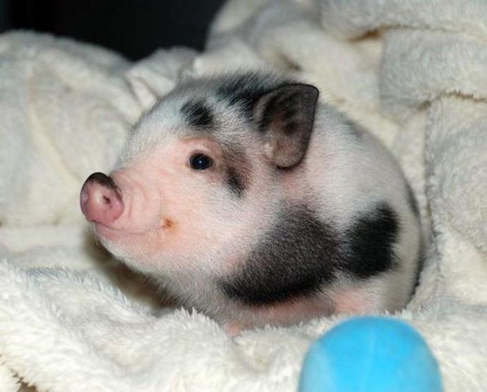sevimli-ve-sevimli-mini-domuz-hayvanlar
