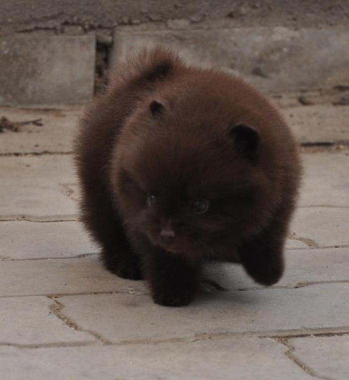 minyatür-hayvanlar-küçük-köpek-kim-bir-ayıya benziyor