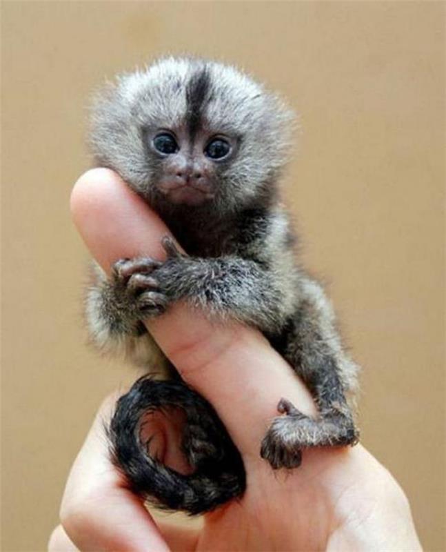 inanılmaz-sevimli-maymun-minyatür-hayvanlar-parmağınızda-duran