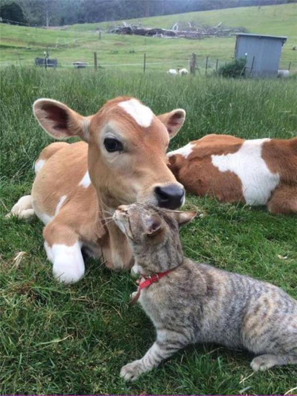 minyatür-hayvanlar-minyatür-inek-kedi ile oynuyor