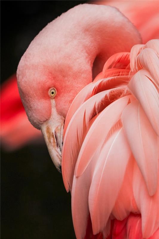 flamingo nuotrauka, skirta gražiam tapetui, modernių atogrąžų dizaino „iPhone“ tapetų pavyzdys