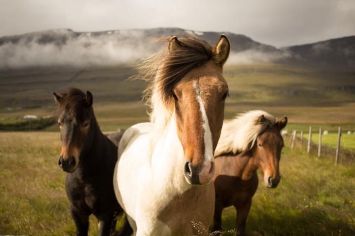 arklys nemokamai darbalaukio tapetai, žali laukai ir kalvos nuotrauka su baltais juodais ir rudais žirgais