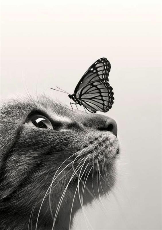 hayvanlar-fotoğraf-siyah-beyaz-kedi-ve-kelebek
