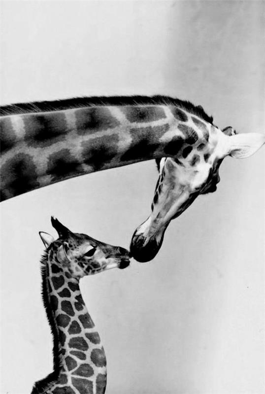 hayvanlar-fotoğraf-siyah-beyaz-zürafa-anne-çocuk