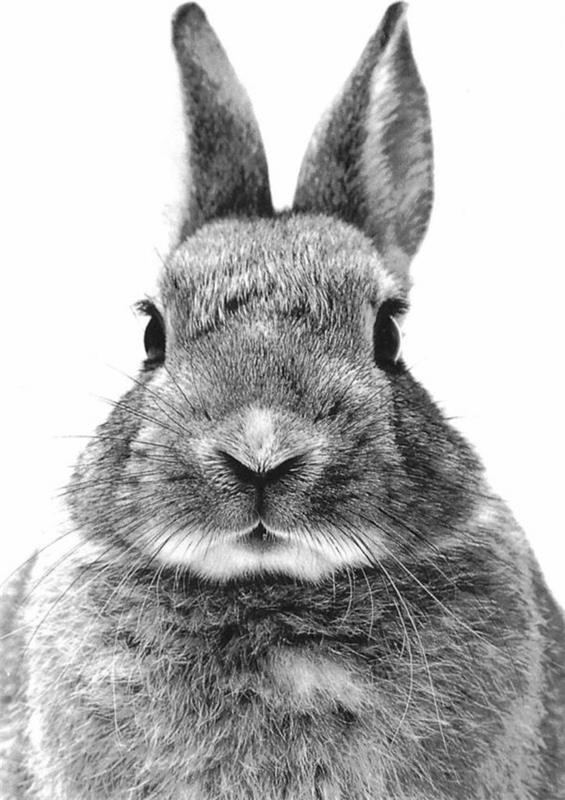 hayvanlar-fotoğraf-siyah-beyaz-tavşan