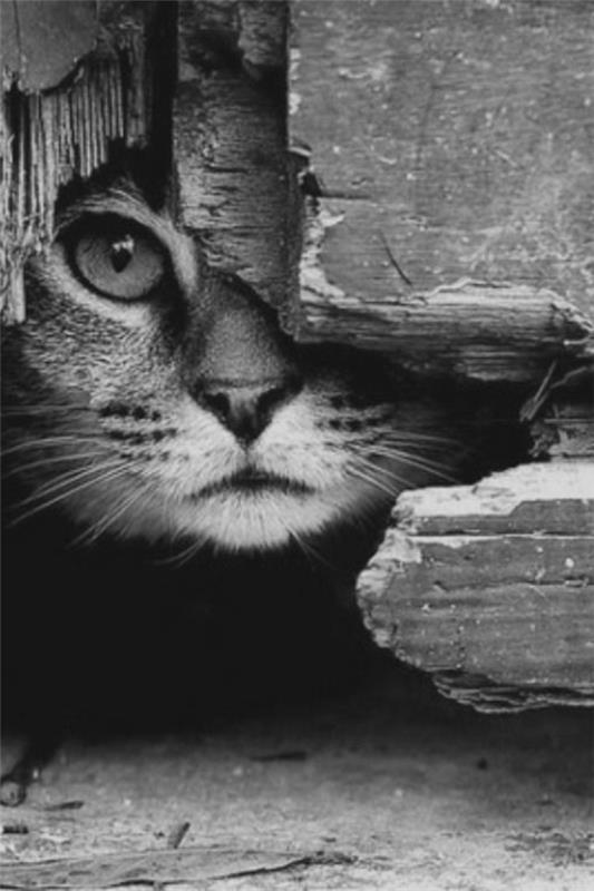 hayvanlar-fotoğraf-siyah-beyaz-gizli-kedi-yavru kedi
