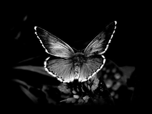 hayvanlar-fotoğraf-siyah-beyaz-kelebek-makro-foto-sanat