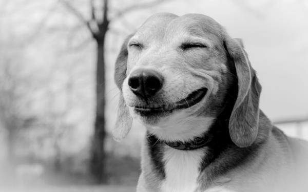 hayvanlar-fotoğraf-siyah-beyaz-gülümseme-köpek-eğlenceli