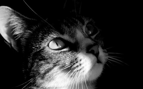 hayvanlar-fotoğraf-siyah-beyaz-zele-küçük-kedi-kükremesi