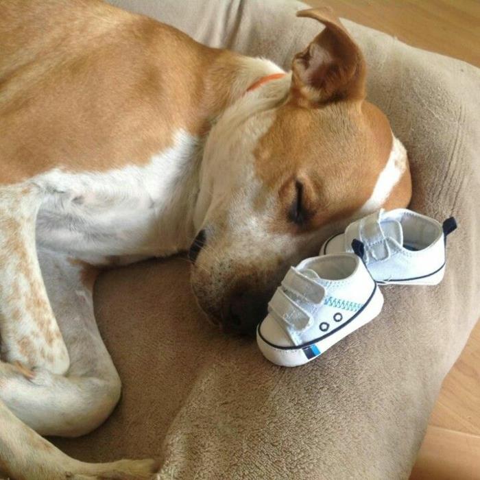 başının yanında iki küçük ayakkabıyla uyuyan köpek, haberleri yaratıcı bir şekilde duyurun, hamileliği duyurun