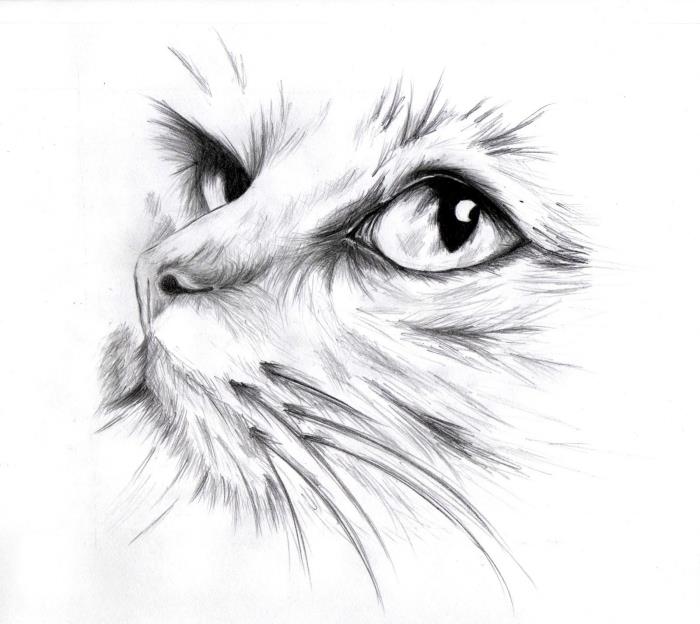 pavyzdys, kaip padaryti tikrovišką katės piešinį pieštuku, realų katės galvos piešimo šabloną