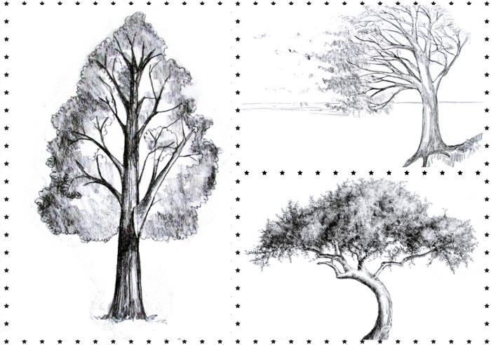kolay yapraksız ağaç çizimi, yapraksız ağaç çizimi kolay, ağaç çizmeyi öğren