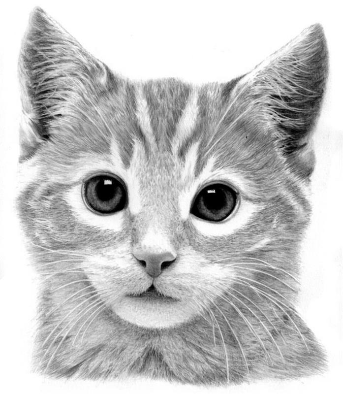 beyaz ve siyah sevimli kedi çizim örneği, karakalem öğrenin, evcil hayvan çizim fikri