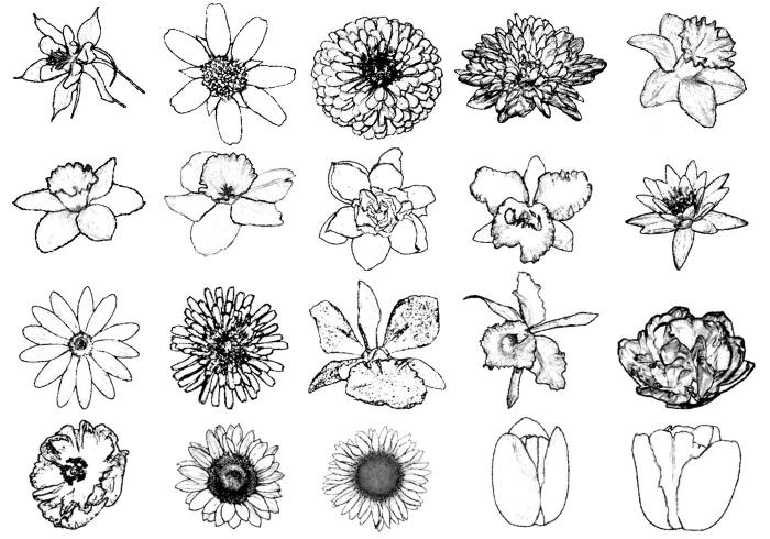 Različne rože črno -beli cvet lilije risanje preproste risbe cvet črno -bele risbe za reprodukcijo