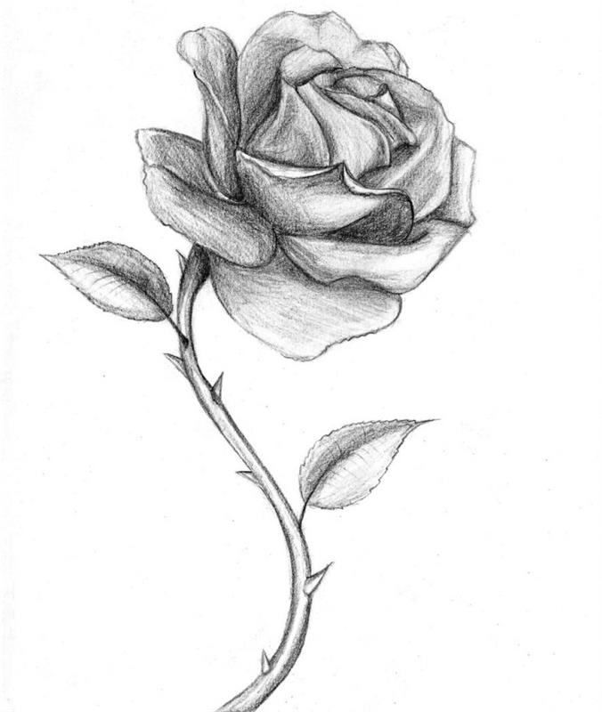 skica odprtega svinčnika vrtnice s trnjem in listi, primer, kako narisati realistično vrtnico s svetlobo in senco