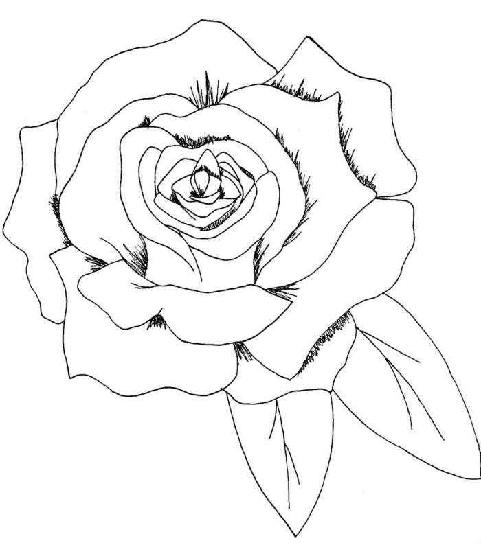 kako enostavno narisati cvet s svinčnikom, odprta predloga za risanje vrtnic z belimi in črnimi listi