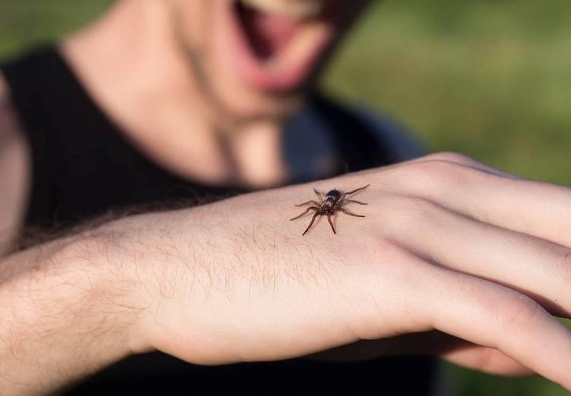bir adamın elinde tehlikeli fransa örümceği