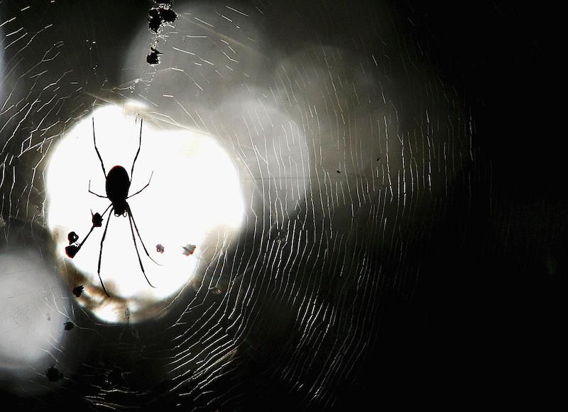 geceleri örümcek ağı üzerinde tehlikeli örümcek