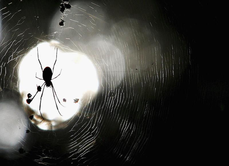 pavojingas voras naktį ant voratinklio