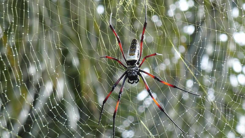 dünyanın en tehlikeli örümceği örümcek ağı