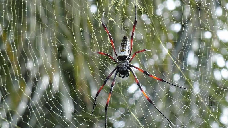 pavojingiausias voras pasaulyje voratinklis