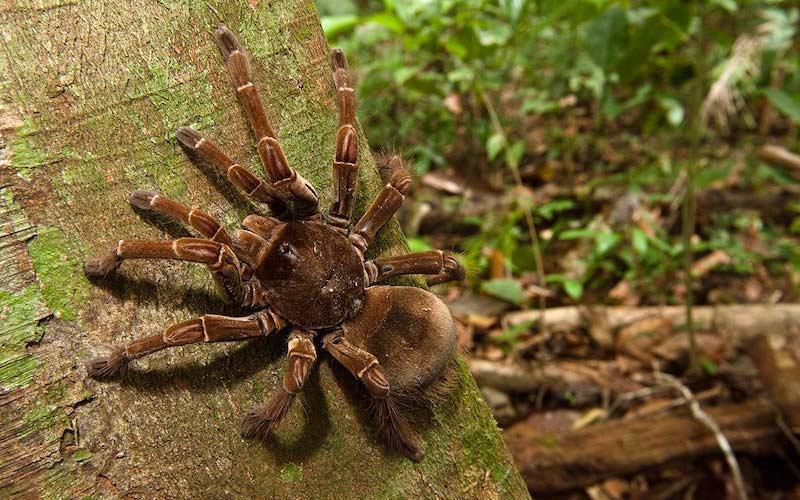 ormandaki ölümcül örümcek en büyük örümcek