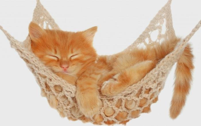 kedi-ağacı-pas-chere-kedi-sepet-ucuz-kedi-yastık-güzel-yavru-turuncu