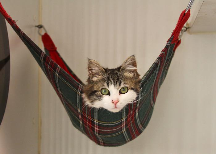 kedi-ağacı-pas-chere-kedi-basket-kedi-yastık-ucuz-kedi-hamak-kedi için