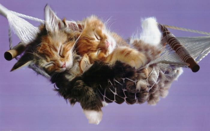 katė-medis-pas-chere-katė-krepšelis-pigus-katės pagalvė-mielų kačių grožis