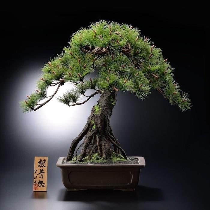 yapay-bonsai-ağacı-güney-afrika-yapay-bitki-çiçekler-plastik-deco-bitkisel