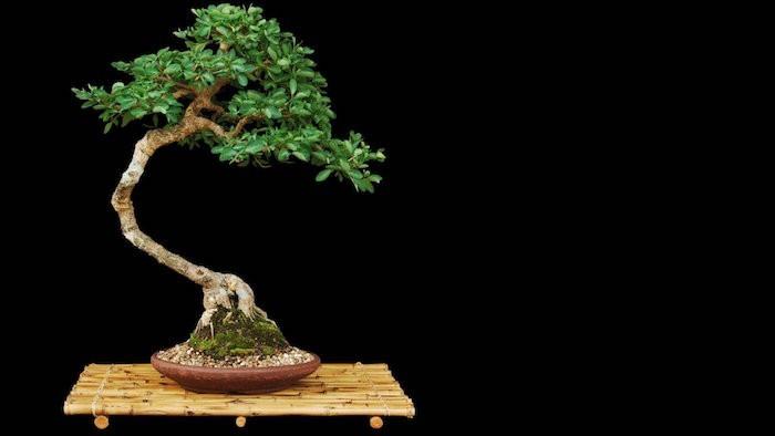 yapay-bonsai-ağacı-yapay-bitkiler-yapay-bitki-fikir-sahte-bitkisel-deko-hediye-çiçekler-plastik
