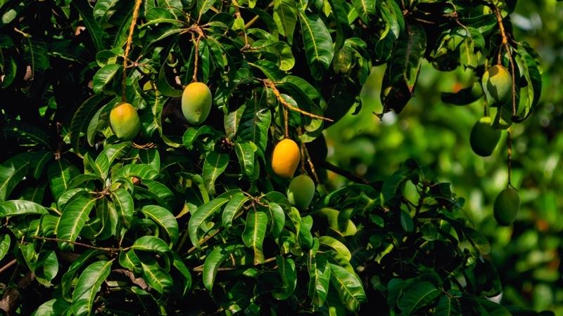 tropsko sadje eksotičnega drevesa, kako posaditi mango