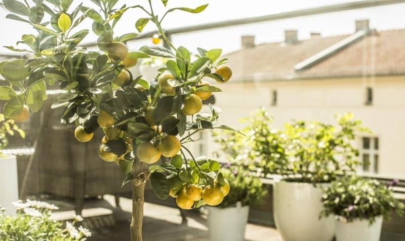 zalivanje limoninega drevesa v lončkih pod soncem