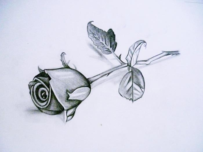 risba črno -bele rože, realističen model vrtnice narejen s svinčnikom, tehnika risanja s svetlobo in senco