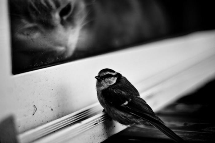 kedi-kuş-bakımlı-siyah-beyaz-fotoğraf-sanat