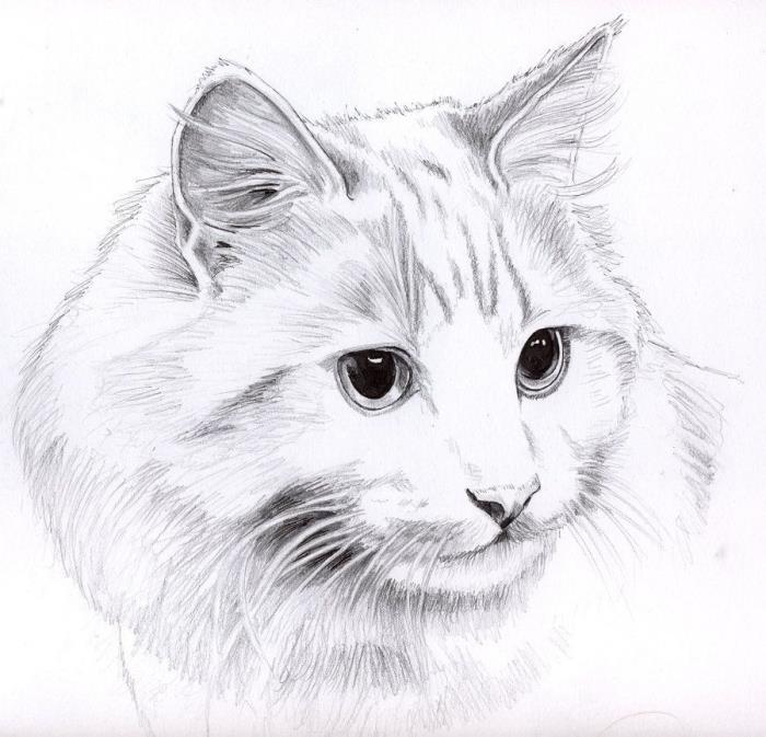 lengvas kačių piešimo pavyzdys pieštuku, išmokite piešti pieštuku, tikroviškas baltos ir juodos spalvos piešimo šablonas