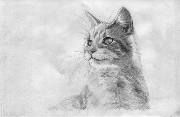 padarykite tikrovišką kačių pieštukų piešinį, realų pieštuko piešimo šabloną su naminių gyvūnų raštu balta ir juoda spalva