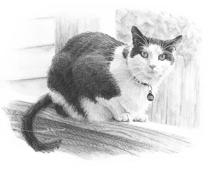 kalemle gerçekçi kara kedi çizim modeli, beyaz ve siyah bahçede evcil hayvan çizimi