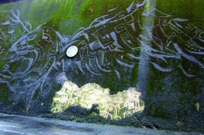 izvirna-mestna-umetnost-nove-tehnike-ekološki-grafiti-rastlinski mah