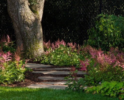 Astilbe por el camino