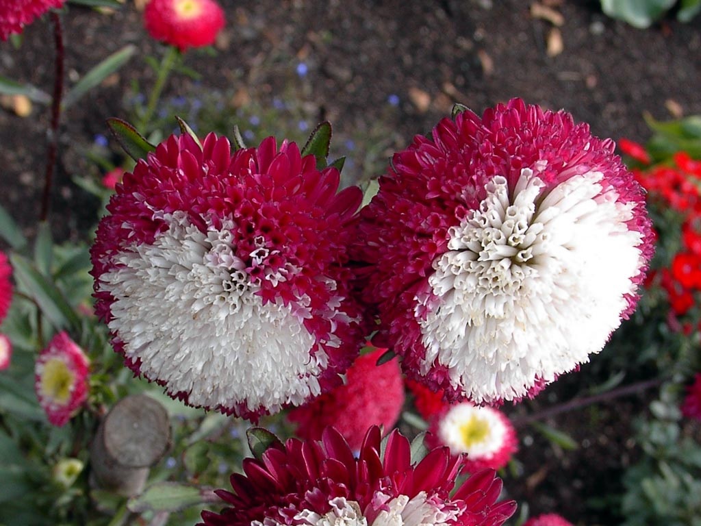 Izvirni odtenki aster