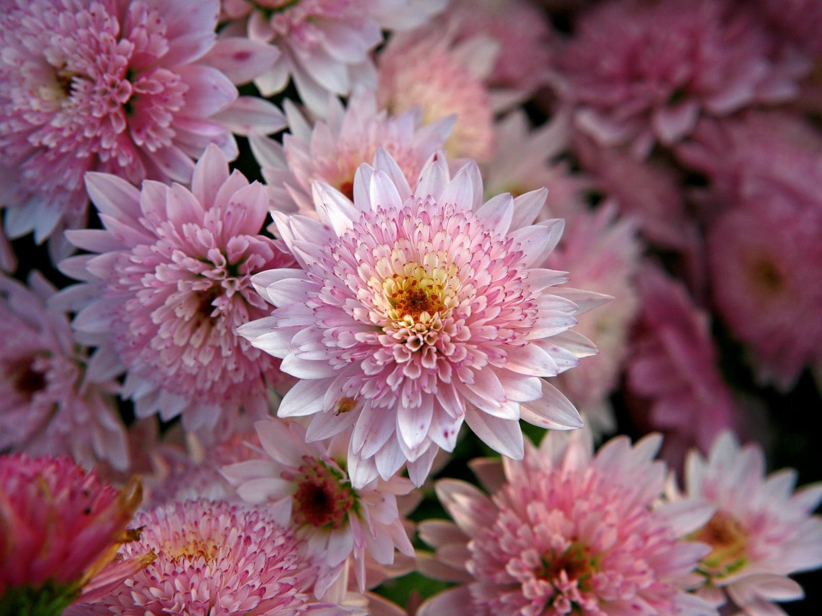 Aster rosa de flores pequeñas