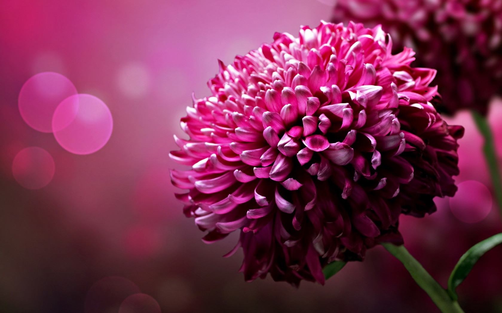 Veliki cvet aster