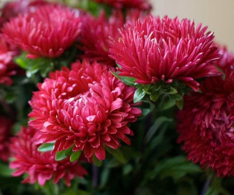 Exuberantes flores de aster