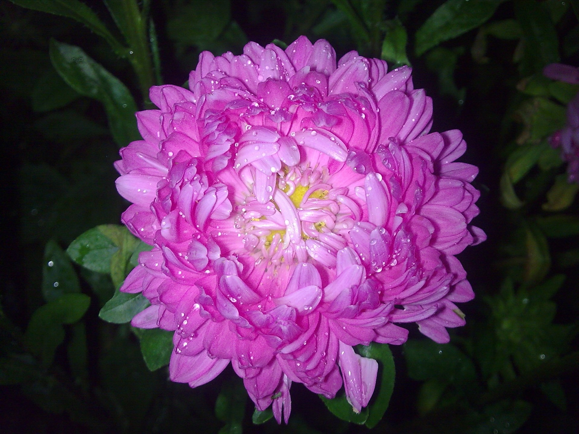 Aster od blizu