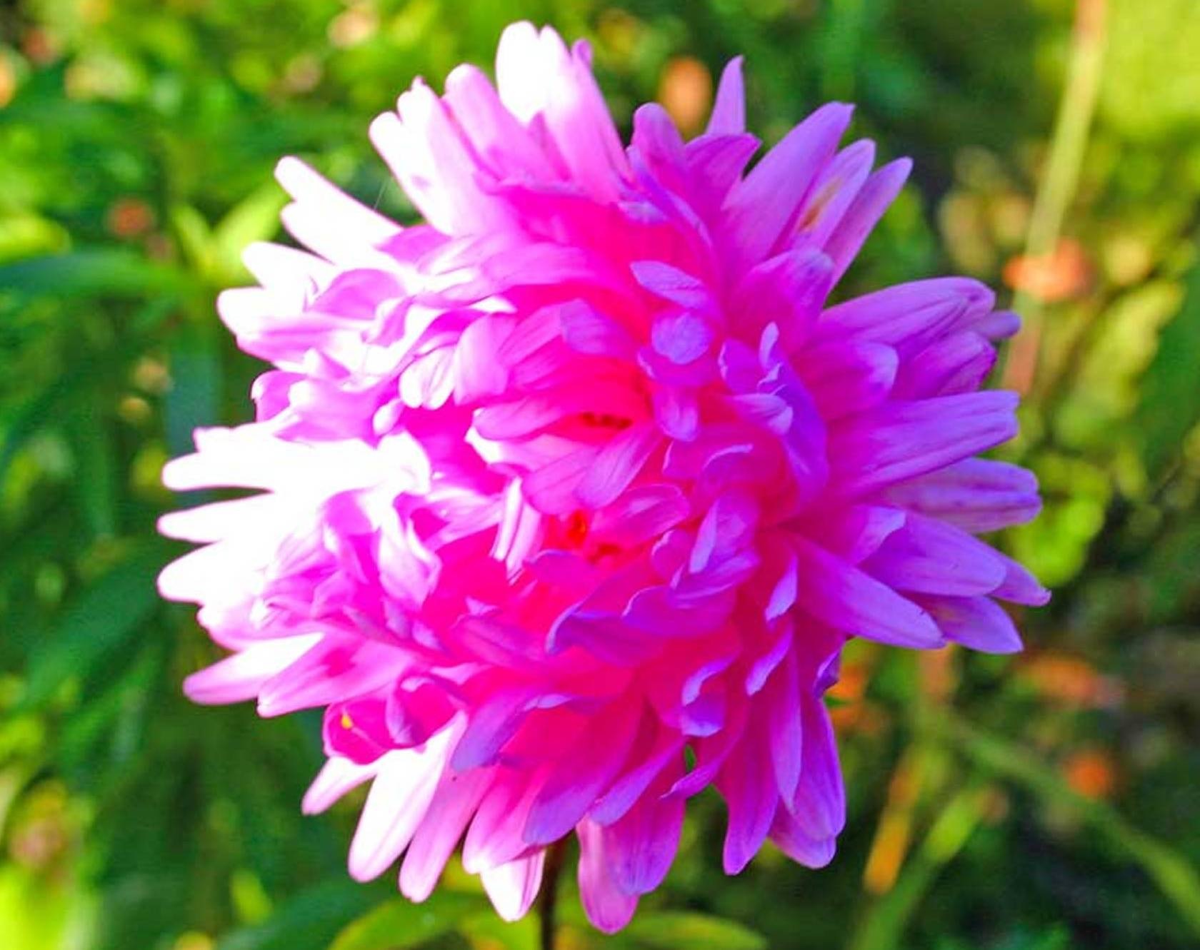 Aster na sončni svetlobi